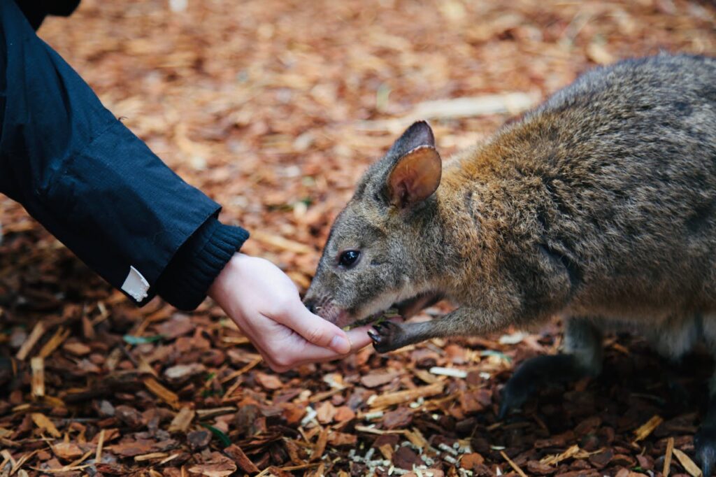 A small wallaby feeding from a person's outstretched hand