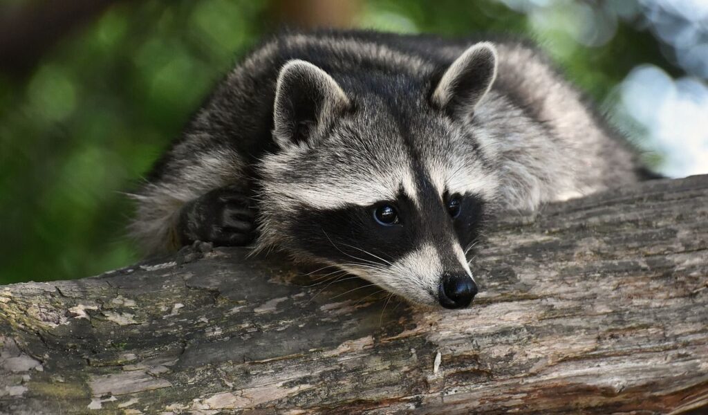 raccoon resting on a tree branch