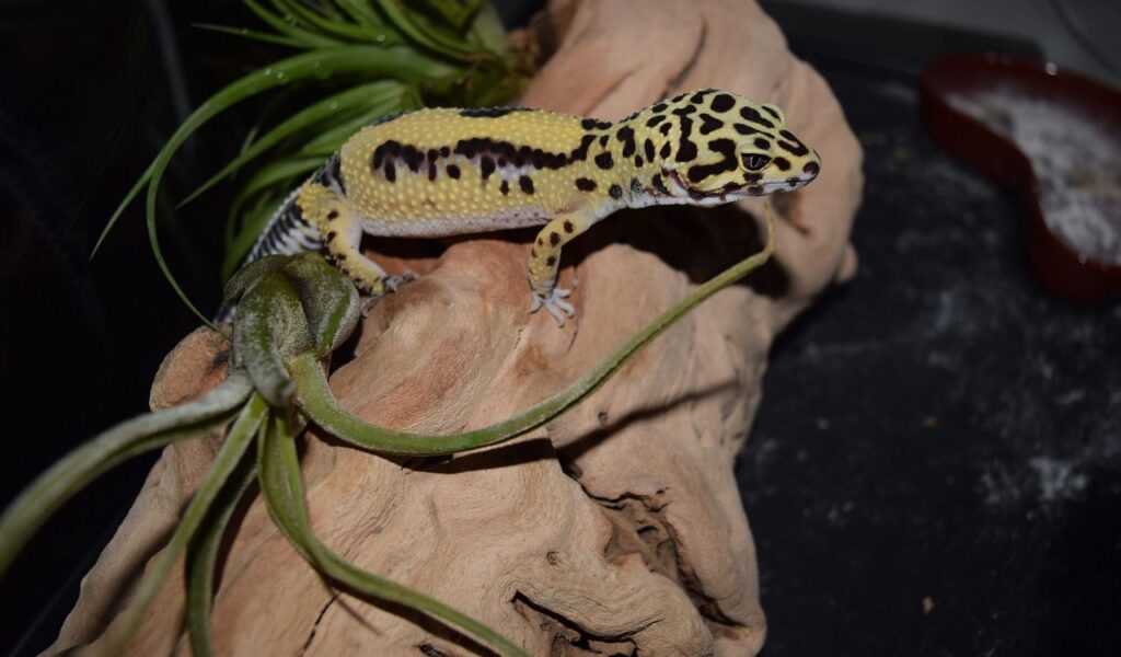 leopard gecko on a wooden branch with plants