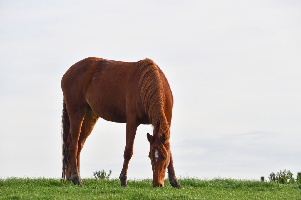 A solitary chestnut horse grazing peacefully