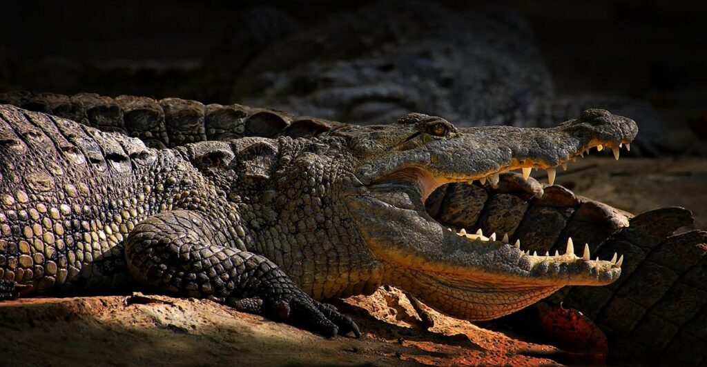 Large crocodile basking in the sunlight with its mouth open