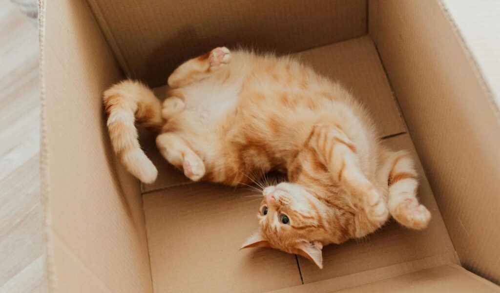 orange cat lying in a cardboard box