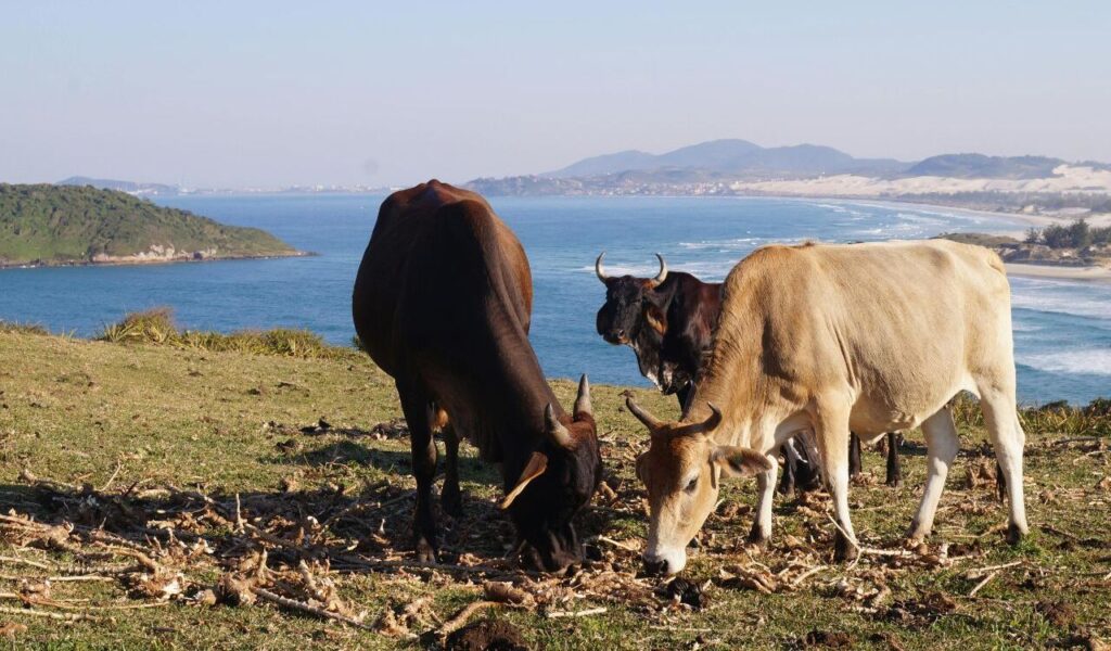 Cows grazing near a coastal area.