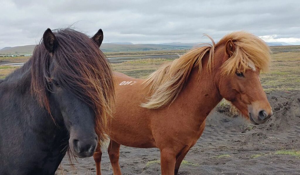 Black and chestnut Icelandic horses in a field.