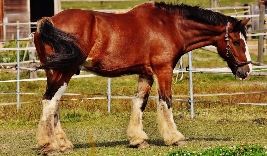 A horse standing near a fence.