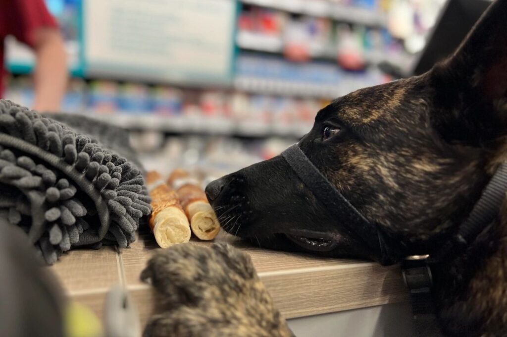 Dutch Shepherd looking at treats on counter