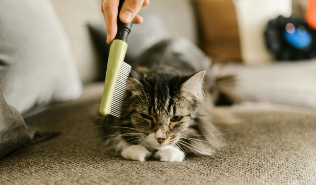 Cat being groomed with a comb.