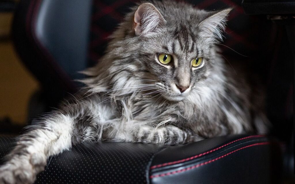 Maine Coon cat with yellow eyes.