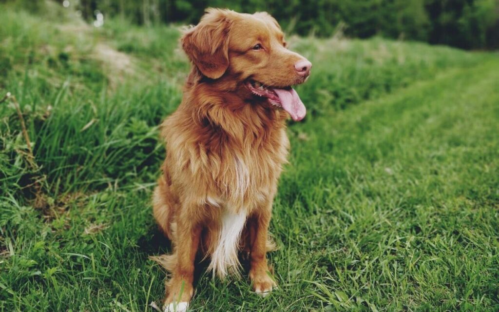 Nova Scotia Duck Tolling Retriever sitting in the grass.