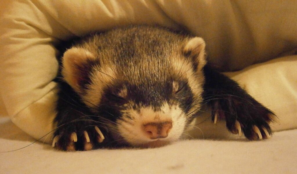 Sleeping ferret with paws extended.