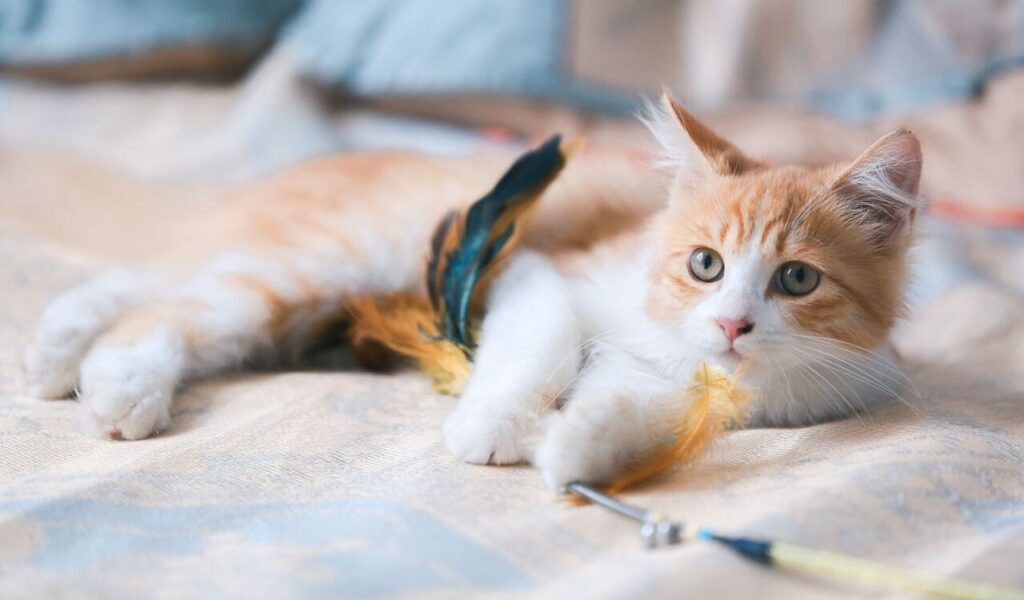 Cat playing with a feather toy.