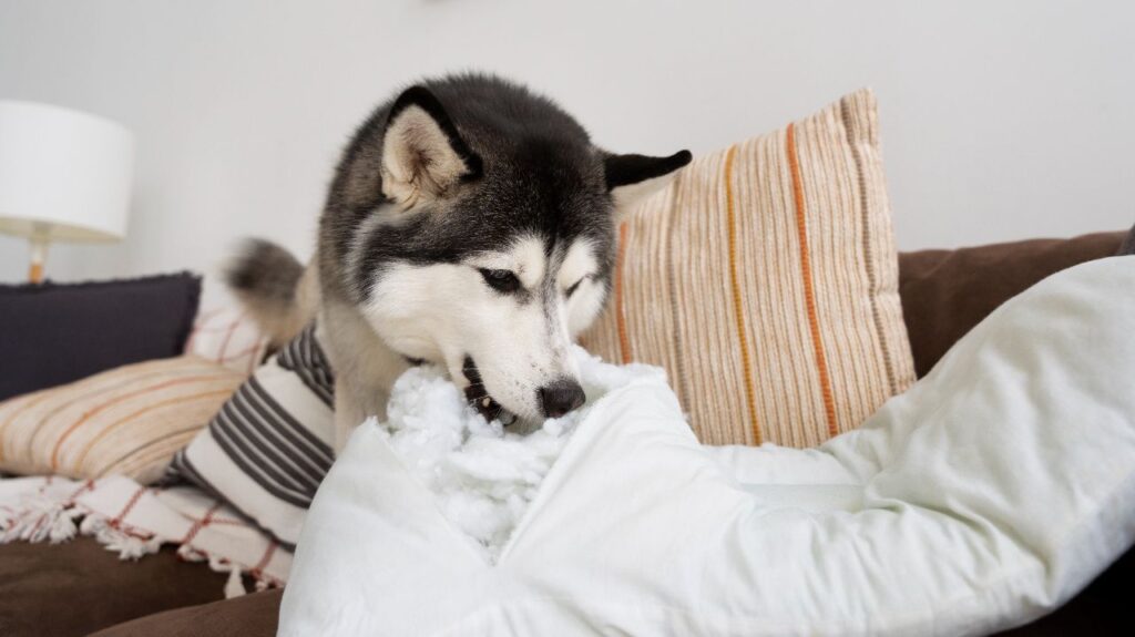 Husky chewing a pillow