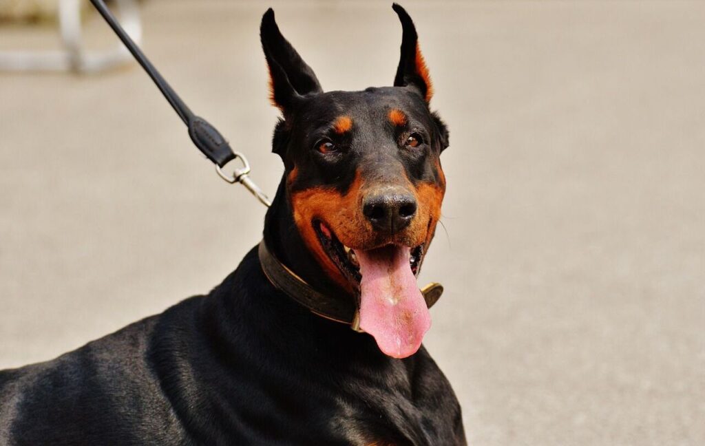 A Doberman on a leash with a sleek black and tan coat sits confidently, its tongue out and ears upright, exuding a cheerful yet alert demeanor.