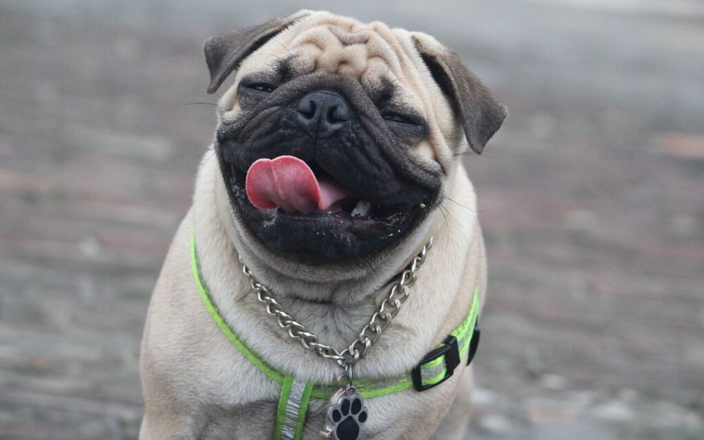 Pug licking its face while wearing a collar.