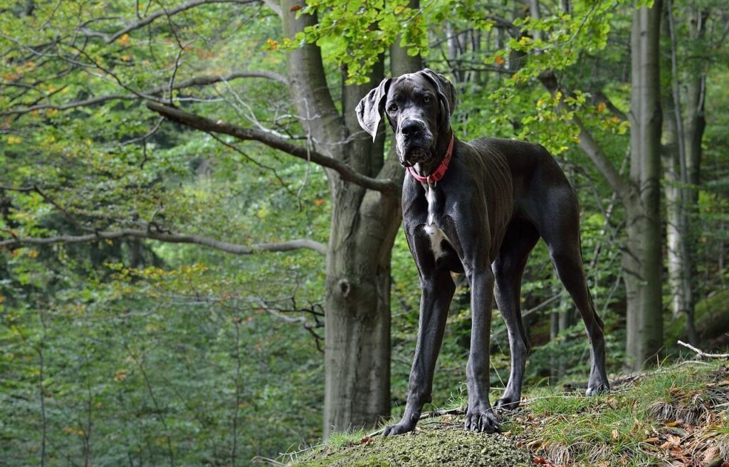 Great Dane breed standing in the forest.