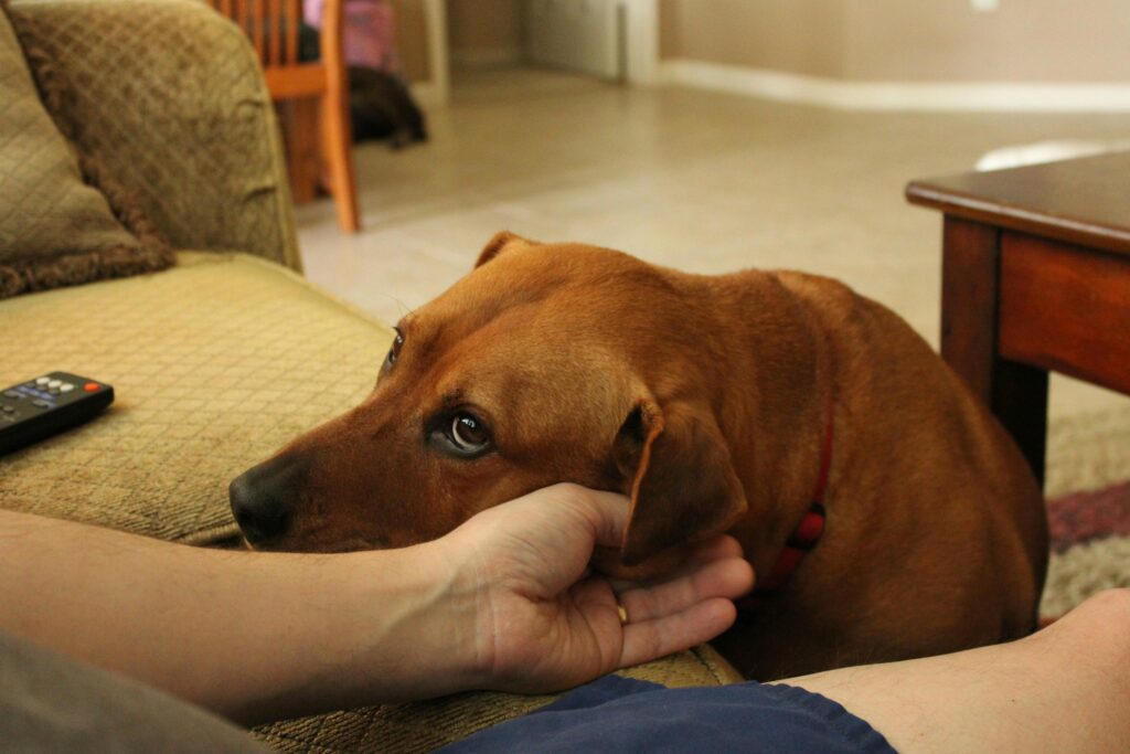 A brown dog resting its head on a person's hand while sitting beside a couch in a cozy living room.