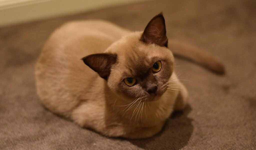 Burmese cat resting indoors