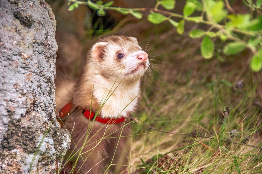 Ferret Exploring