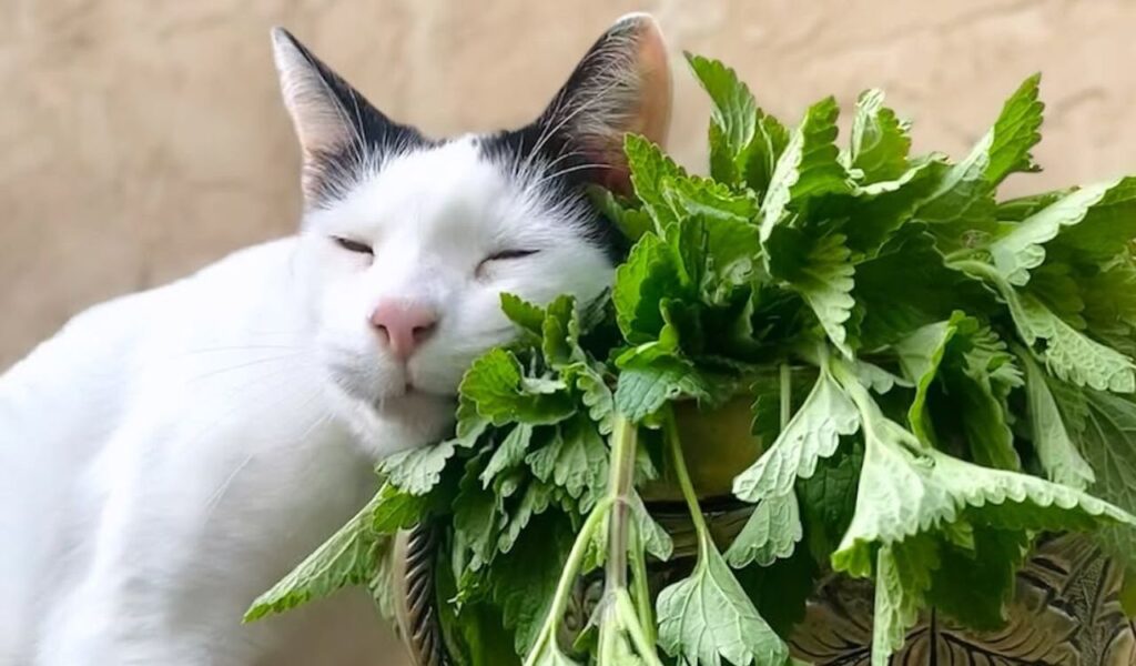 white cat resting head on fresh green leaves