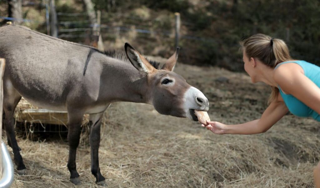 donkey eating from hand