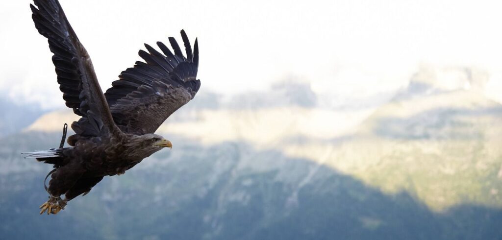 hawk soaring over mountains