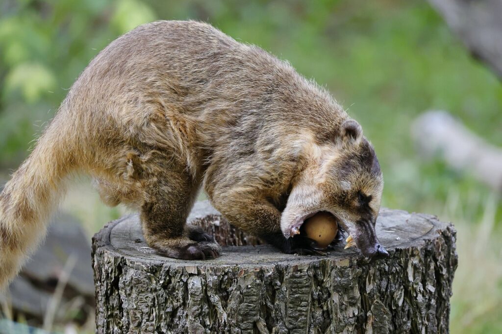 A coati (also known as coatimundi)