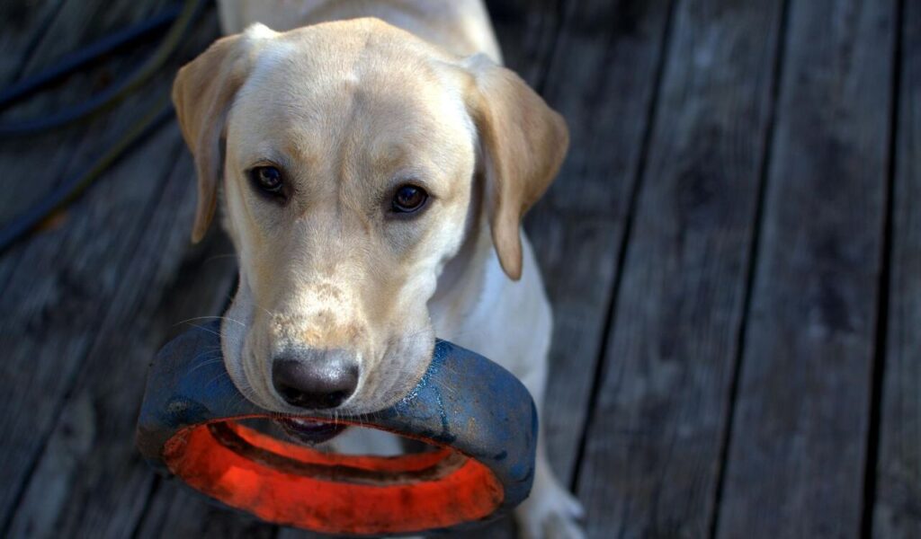 Dog Breeds With Huge Vet Bills