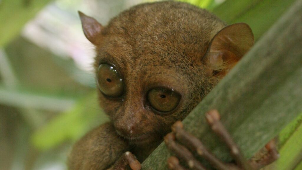 Tarsier