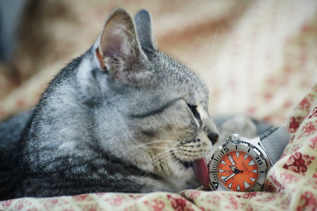 Gray tabby licking a wristwatch with focus
