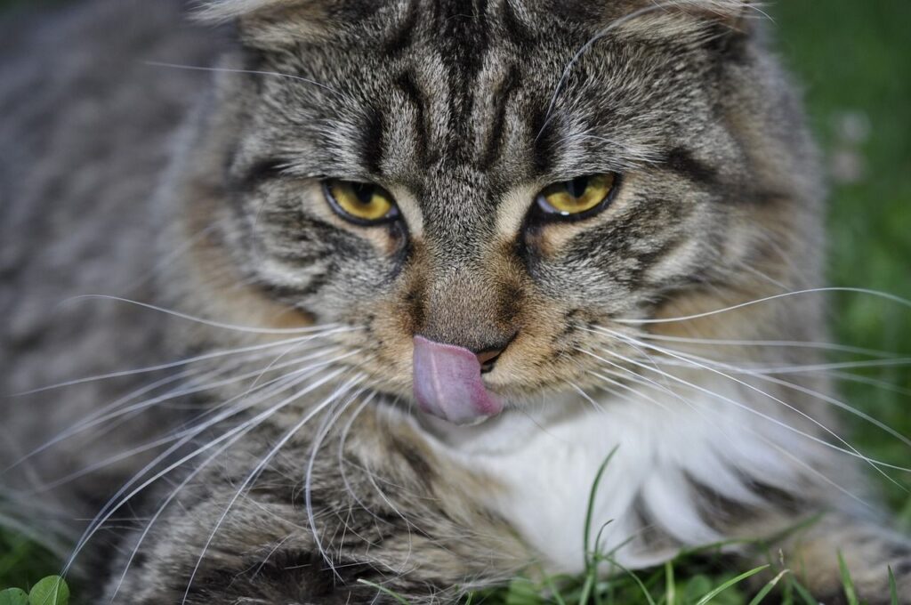 Maine Coon cat lying on grass.