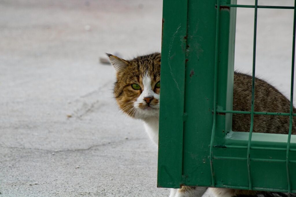 Curious cat peeking behind green fence.