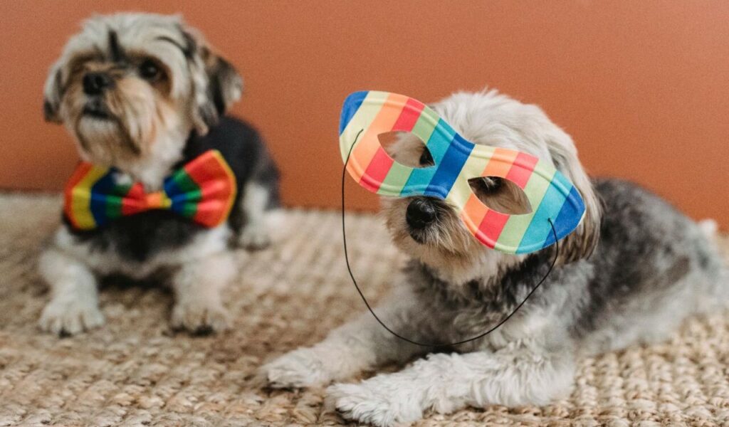 Two Shih Tzus dressed in colorful bow tie and mask.