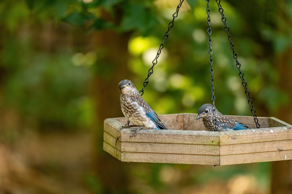 Bluebird nesting