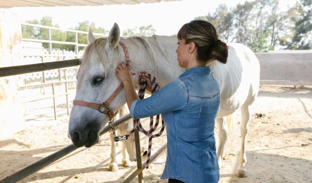A woman in a denim shirt gently adjusting the halter of a white horse in a shaded outdoor area. The horse stands calmly next to metal railings, with a rope lead in the woman's hands. The background features soft sunlight, fencing, and greenery, creating a peaceful and organized environment.