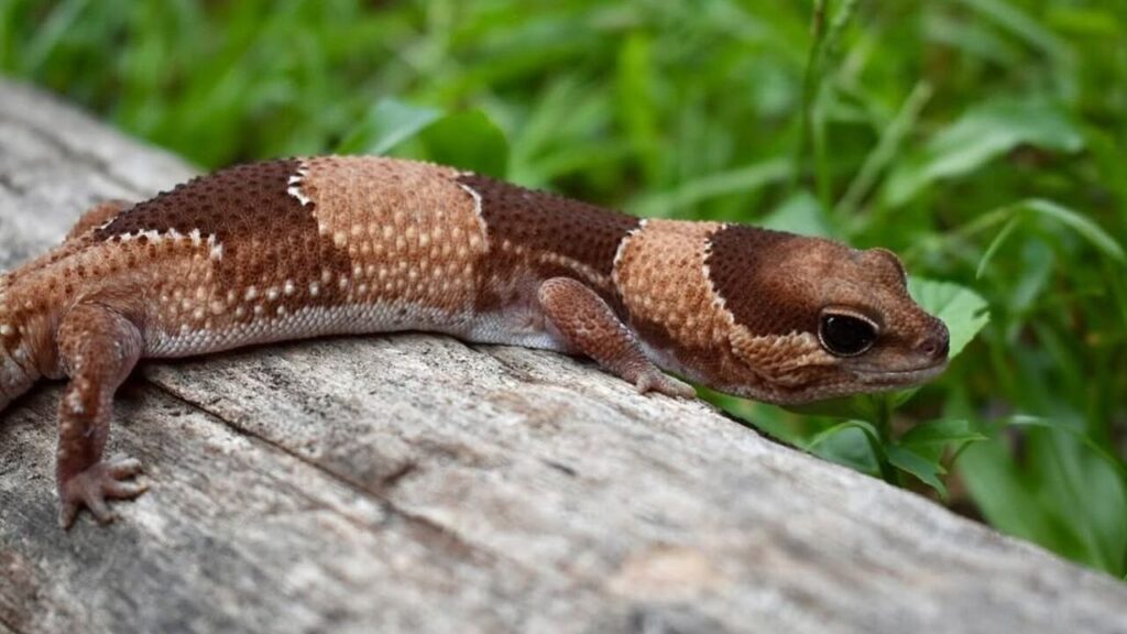 A close-up of a brown gecko with a textured, bumpy body resting on a wooden surface. The gecko features light cream bands across its body and a white underbelly. Its large, dark eyes contrast with the natural tones of its skin. The background includes green foliage, adding a vibrant, outdoor setting.