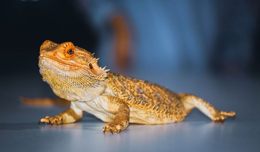 A bearded dragon with textured scales and vibrant orange highlights sitting alertly on a smooth surface against a blurred background.