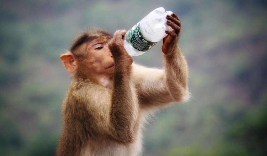 A monkey holding a plastic bottle, tilting it upward as if drinking from it, with a blurred natural landscape in the background.