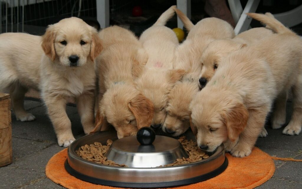 A group of golden retriever puppies eagerly gather around a large metal bowl filled with kibble, placed on an orange mat, while one puppy looks curiously at the camera.