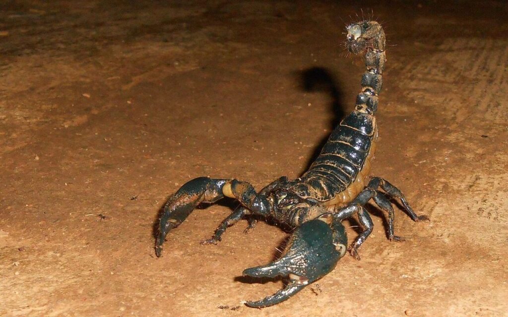 Black scorpion with raised tail on a dusty surface.