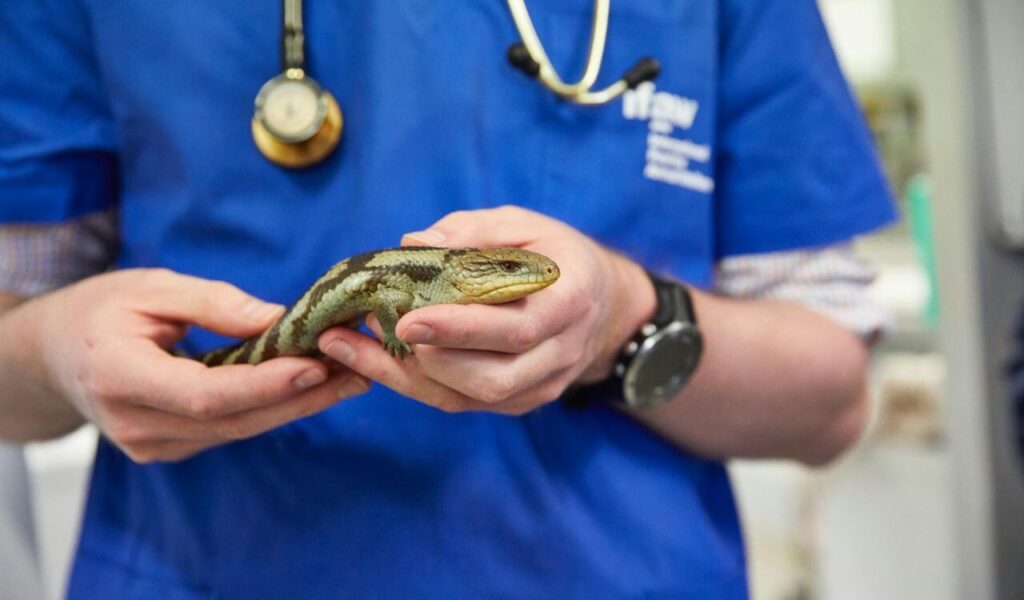 Veterinarian in a blue uniform holding a small lizard, with a stethoscope visible around their neck.