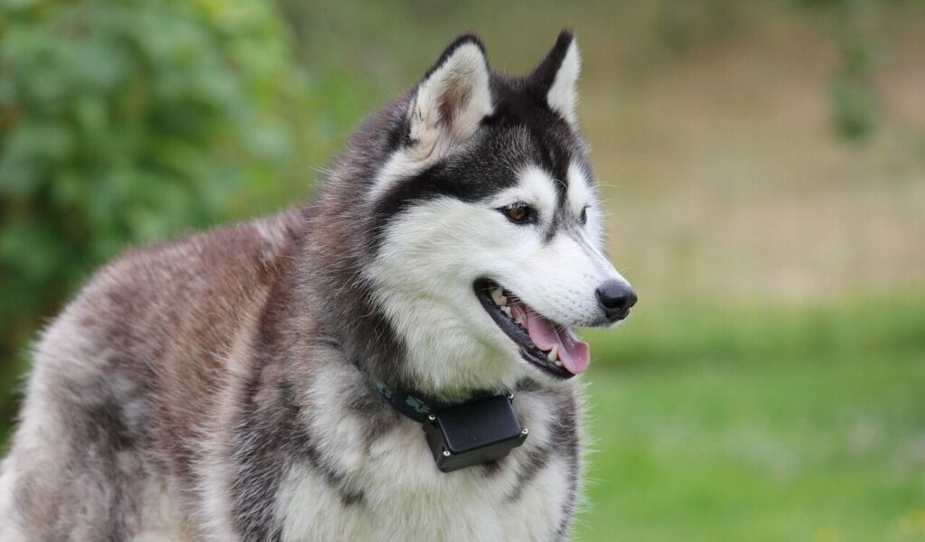 A Husky with striking blue eyes stands on a sandy beach, secured with a red leash, glancing back with curiosity while its tail is raised.