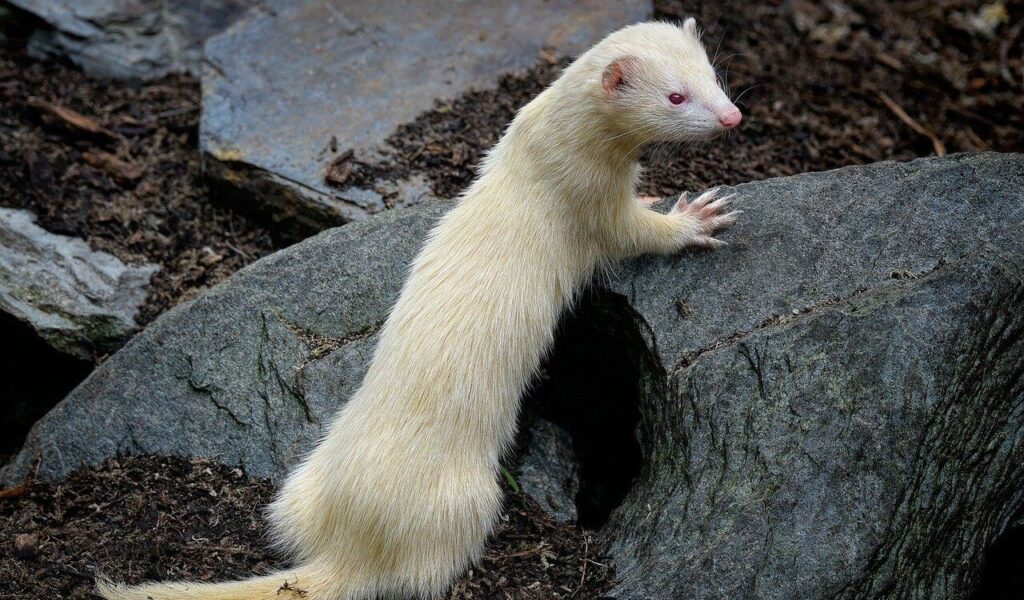 A cream-colored ferret with red eyes climbing onto a large gray rock. The ferret's sleek fur and slender body are highlighted in the natural outdoor setting, with soil and additional rocks in the background.