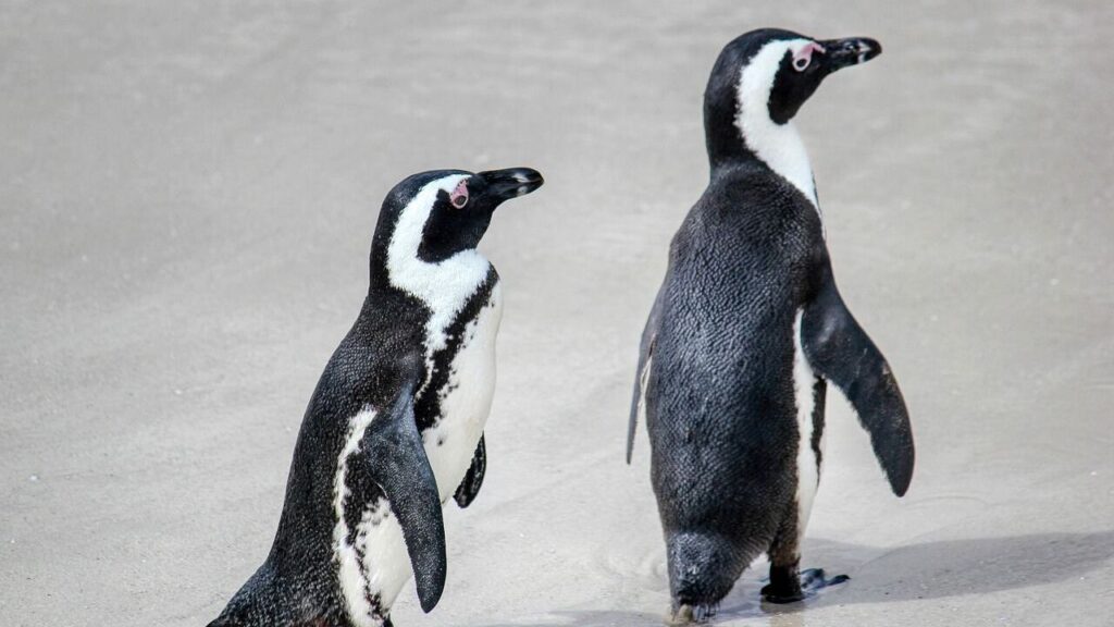 Two penguins walking along a sandy beach, their sleek black-and-white feathers contrasting against the pale ground.