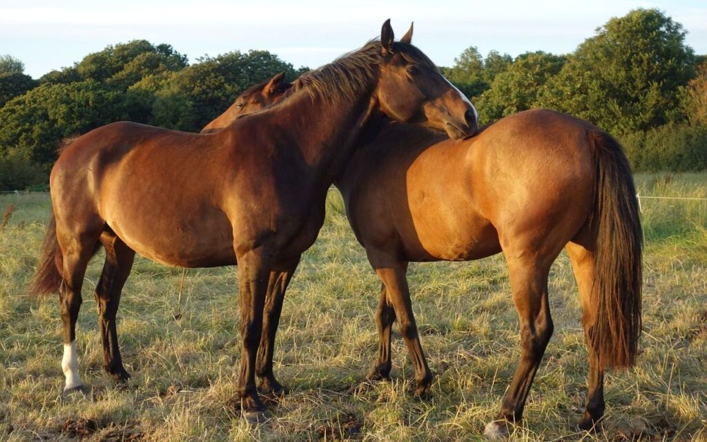Two brown horses standing close together in a grassy field, gently nuzzling each other under warm sunlight, with a backdrop of trees.