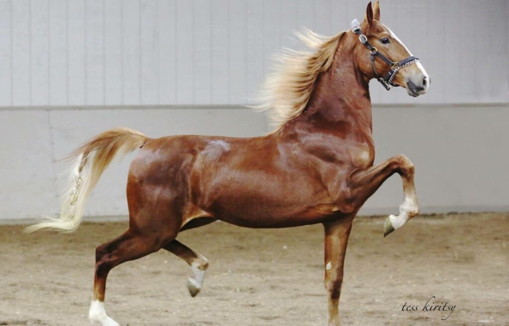 A chestnut horse with a flowing mane and tail performing a high-stepping gait in an indoor arena, wearing a decorative bridle.