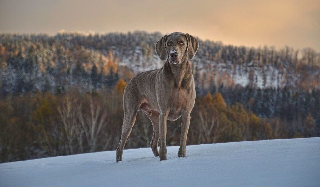 A sleek, gray dog stands poised in a snowy landscape, its alert eyes focused ahead. Behind it, a backdrop of snow-dusted trees and soft golden hues in the sky creates a serene, wintry scene.