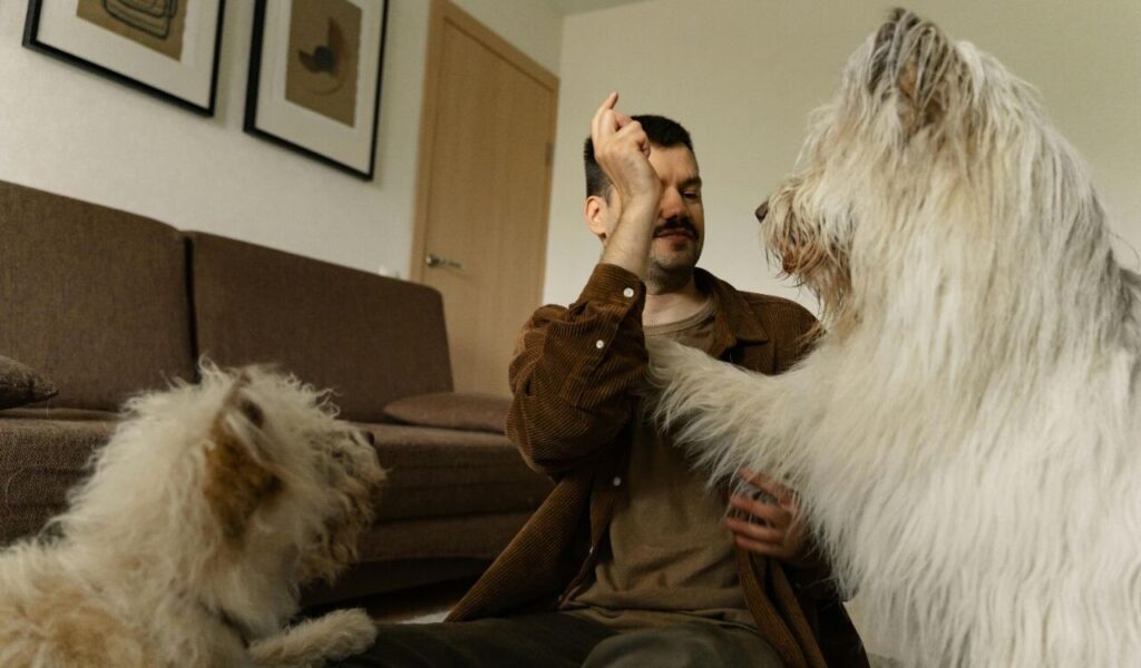 A man sitting on the floor interacting with two large, fluffy white dogs in a living room.