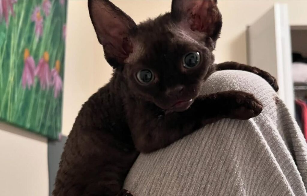 Black Devon Rex cat resting on a person’s knee.
