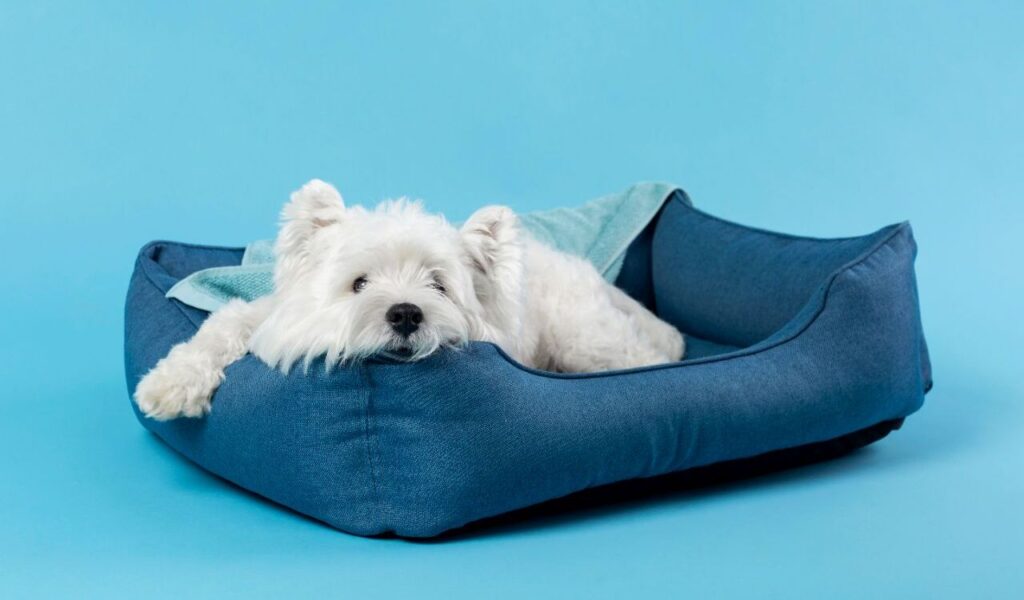 White dog resting in a blue dog bed against a blue background.
