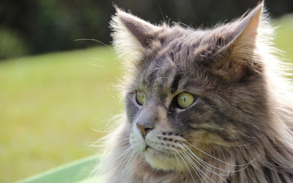 Close-up of a gray Maine Coon cat outdoors.